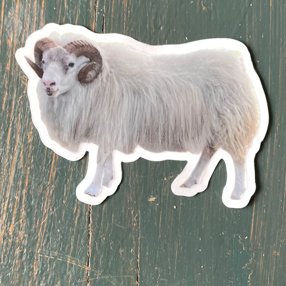 Icelandic Ram Sticker - Magnus